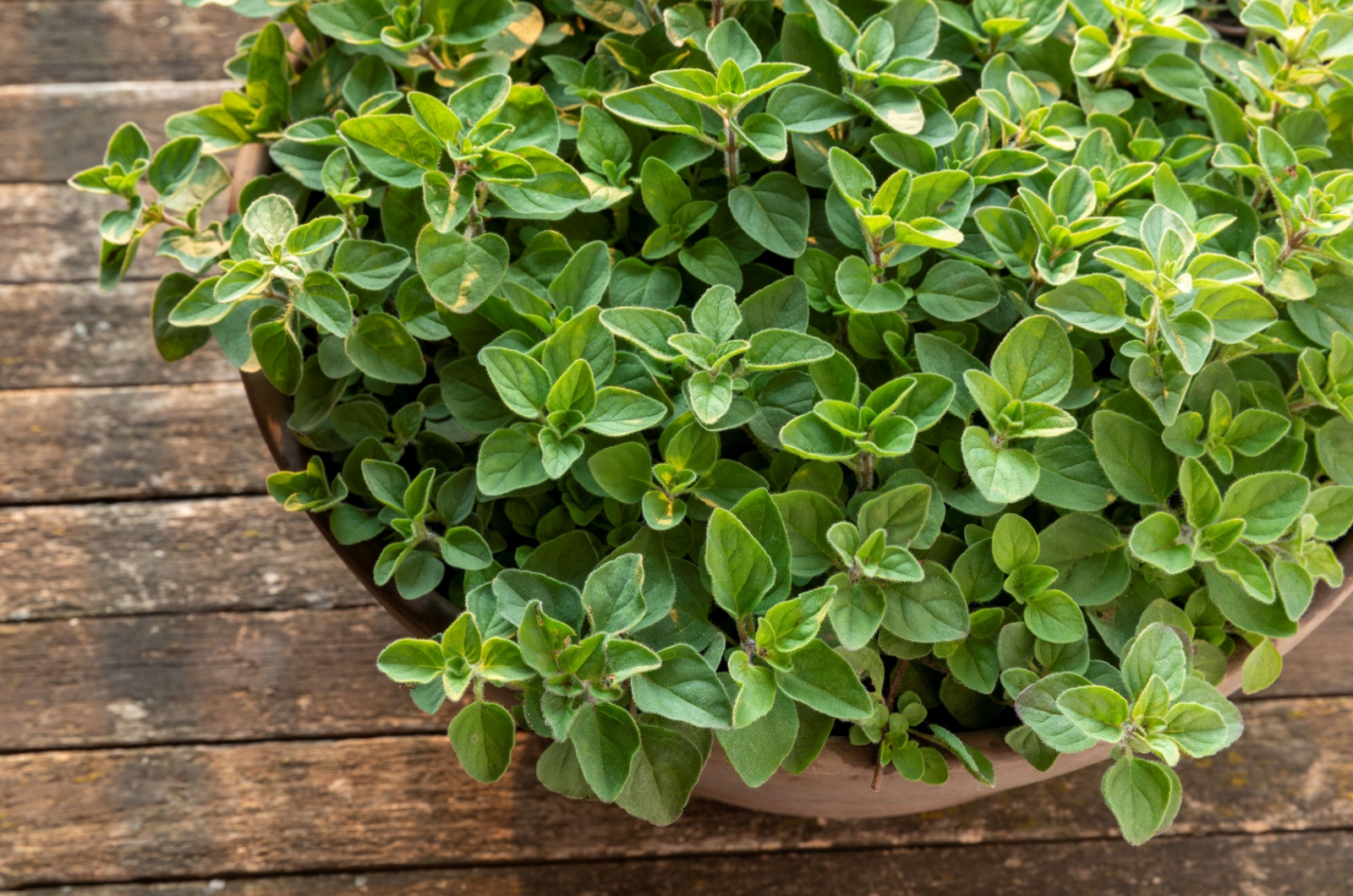 7 Most Amazing Aromatic Herbs You Can Grow In Your Garden Or On Your Windowsill 