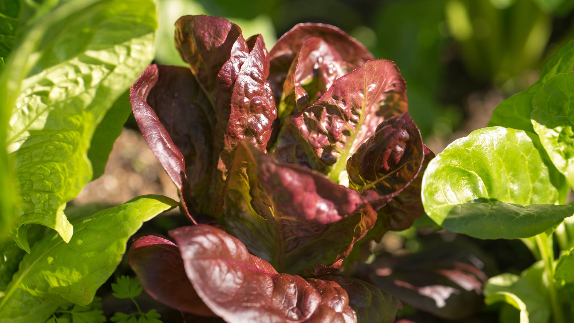 7 Must-Plant Veggies For November To Keep Your Garden Thriving All Winter