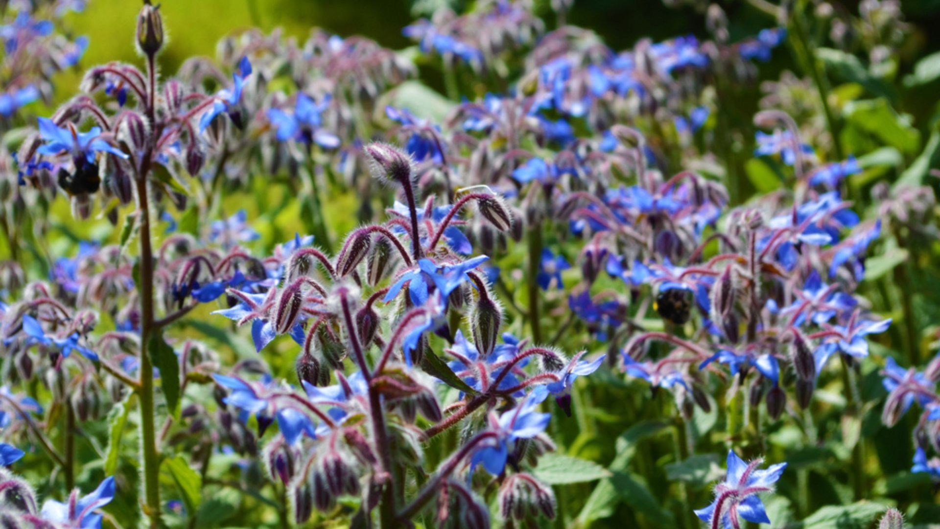 borage flowers in field