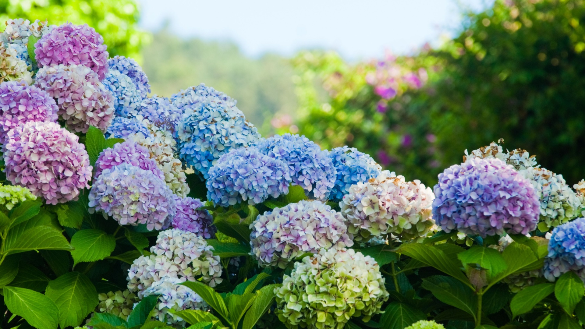 colorful hydrangeas