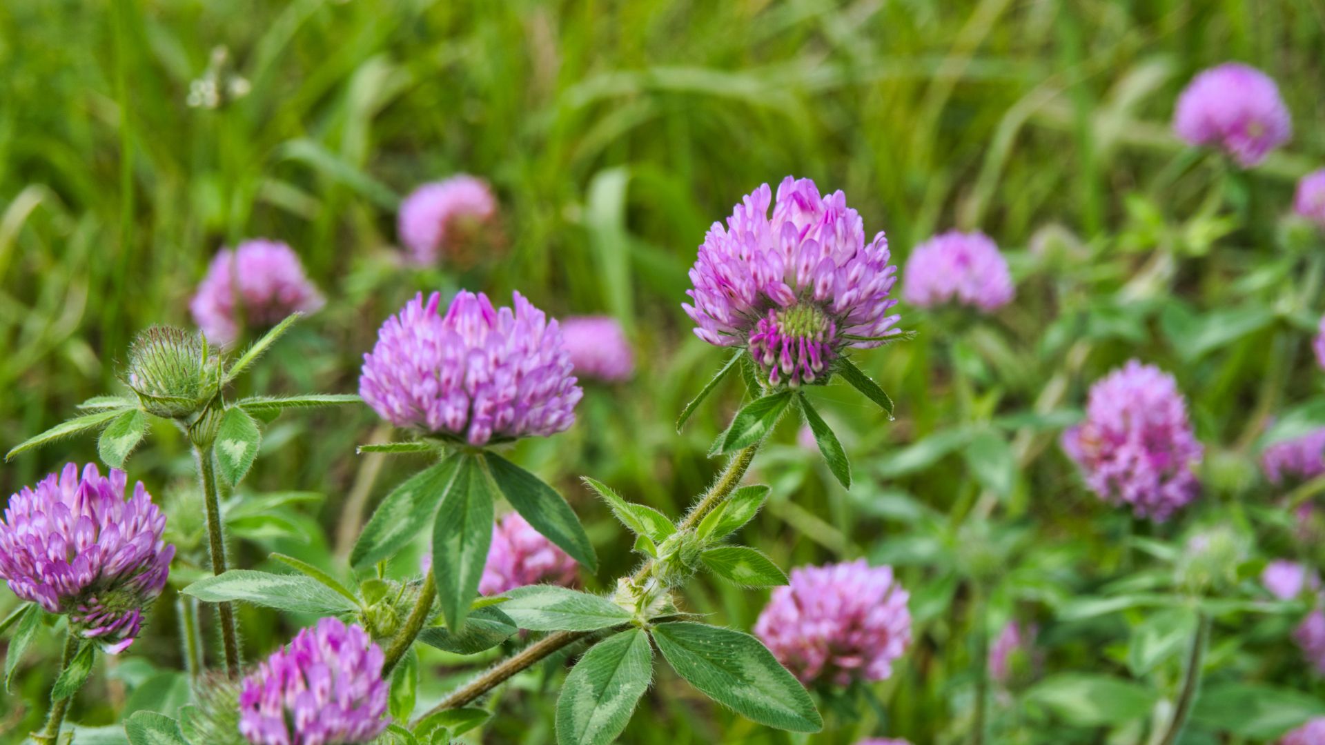 8 Essential Plants To Naturally Enrich Your Garden Soil