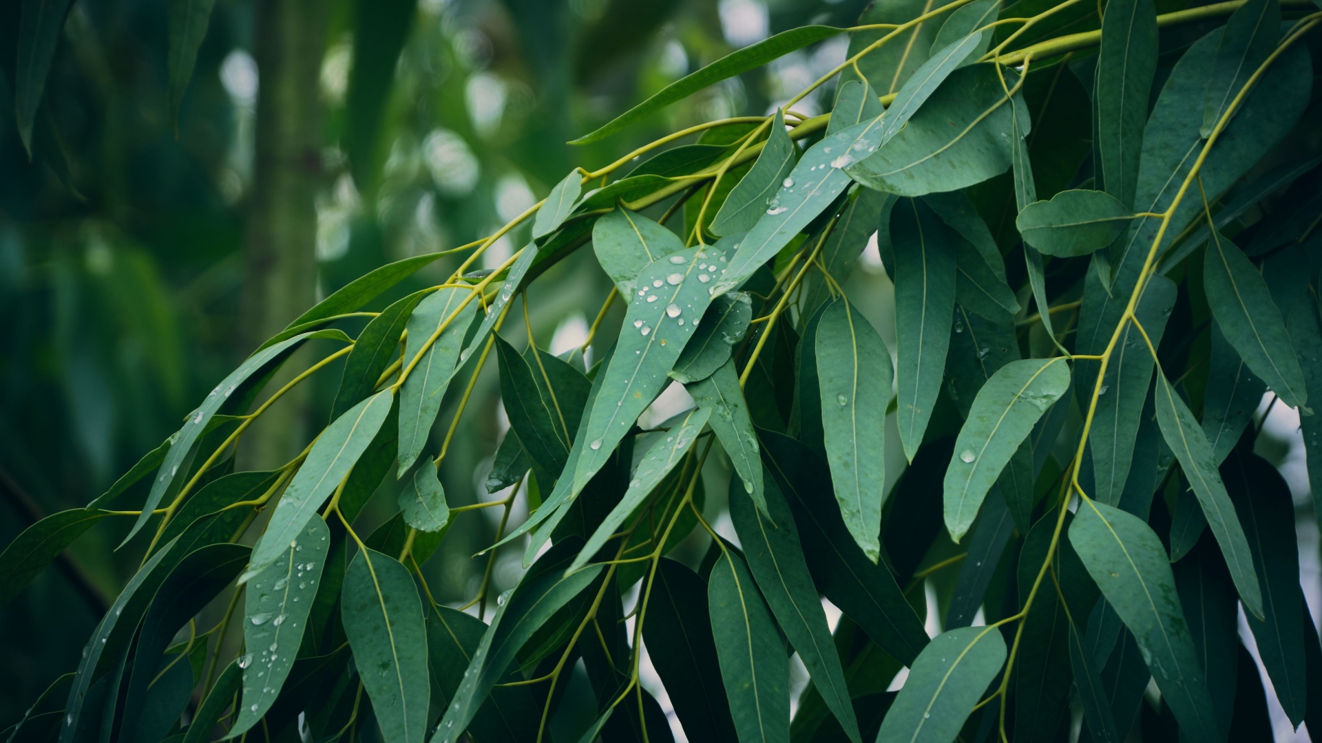 8 Lizard Repellent Plants To Grow In Your Outdoor Garden