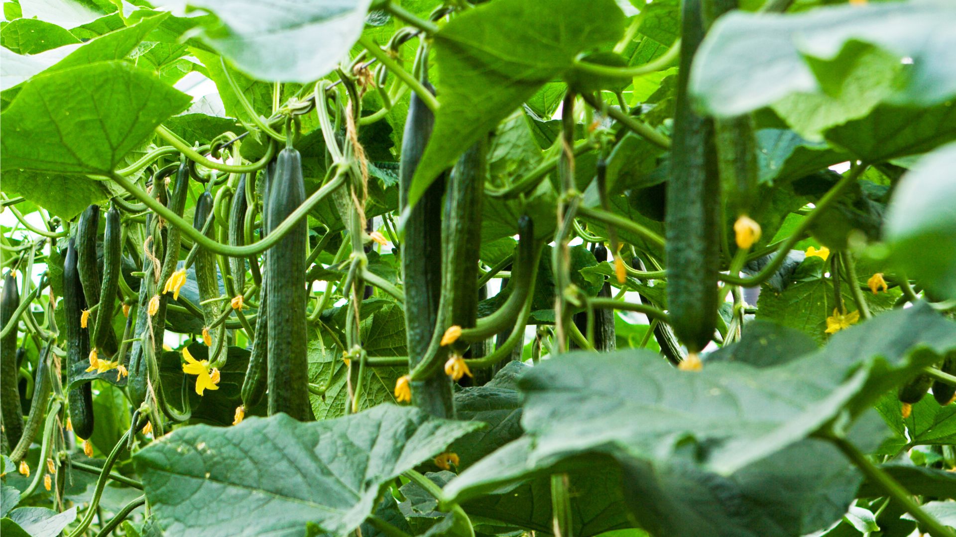 8 Plants That You Should Avoid Growing Next To Your Cucumbers