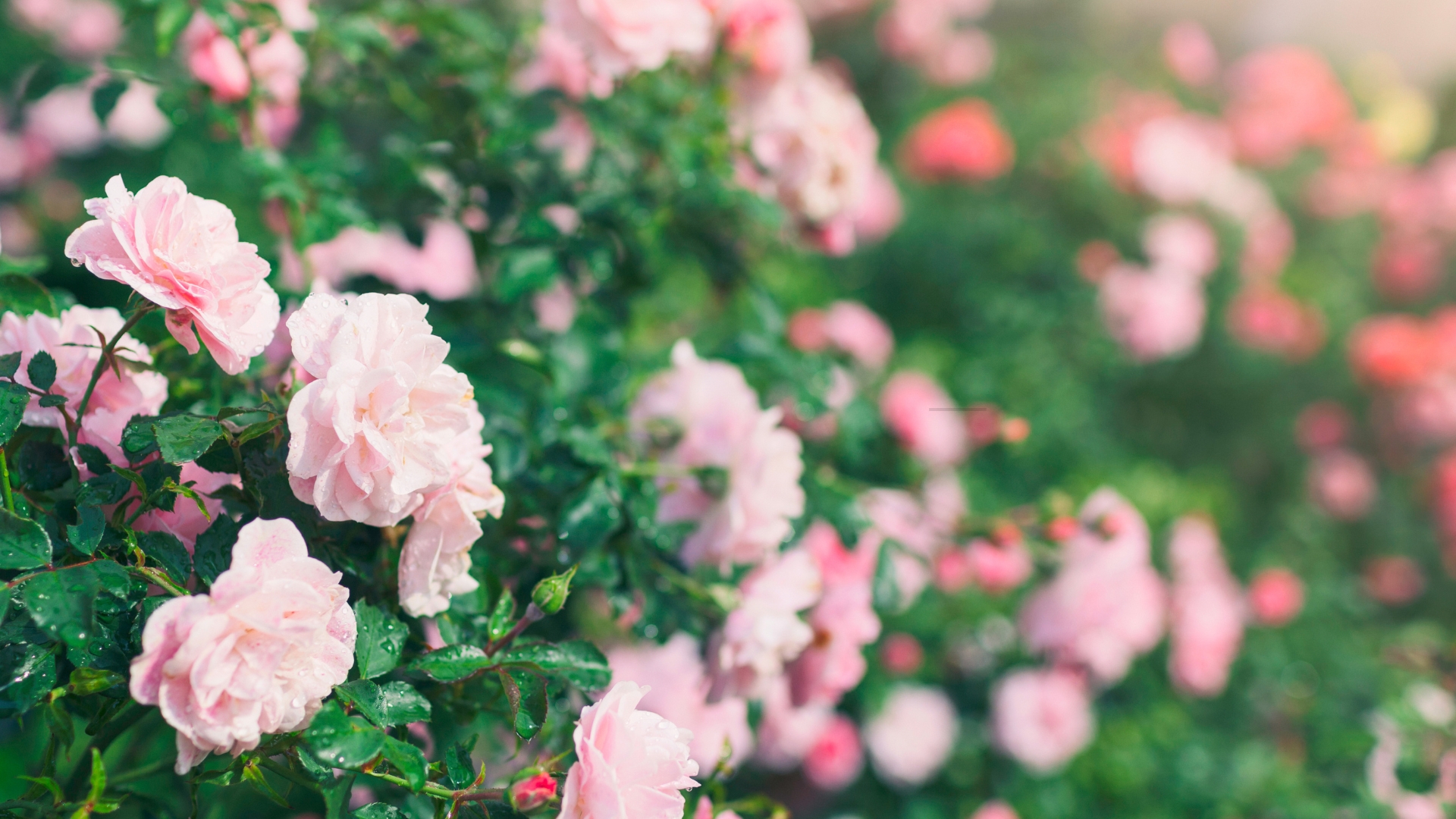 8 Plants You Should Never Grow Near Roses If You Want Them To Truly Shine