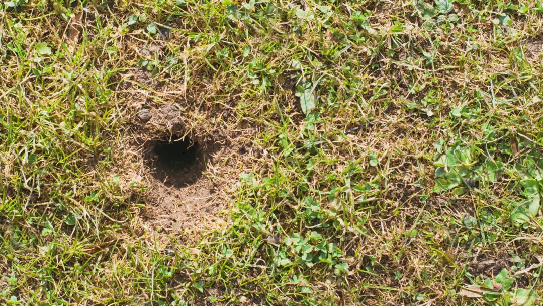 15 Reasons For Holes In Your Yard Without Mounds (And Best Ways To Fix