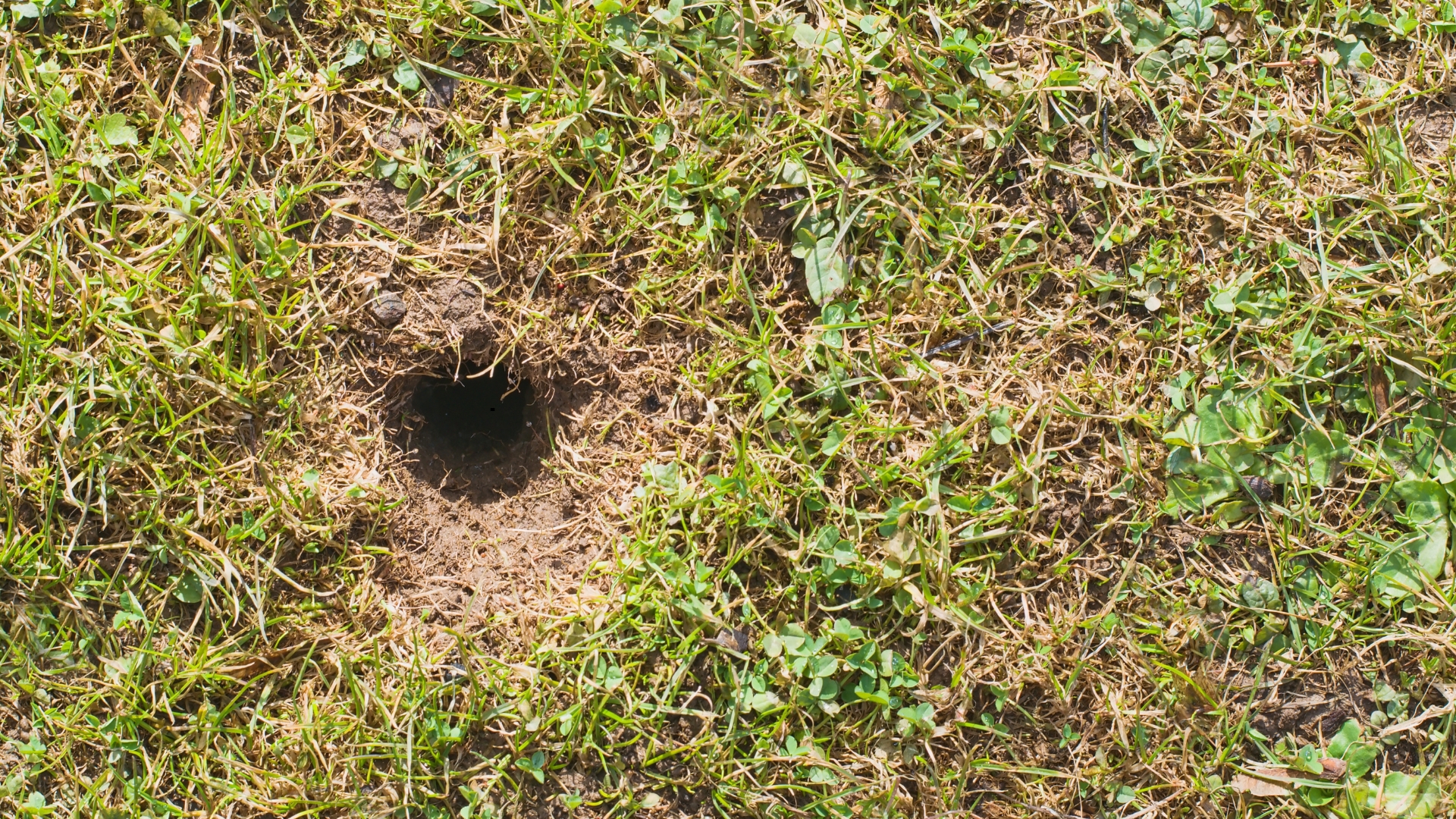 8 Reasons For Holes In Your Yard Without Mounds (And Best Ways To Fix Them)