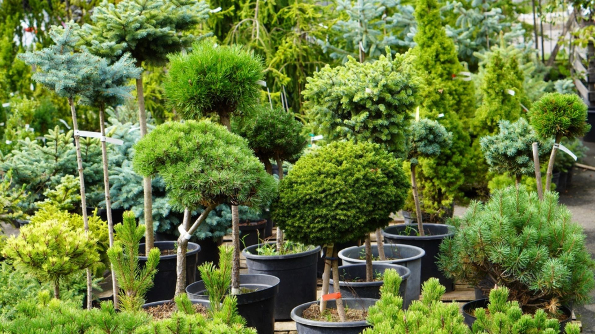 9 Adorable Dwarf Trees Perfect For Your Small Garden And Patio