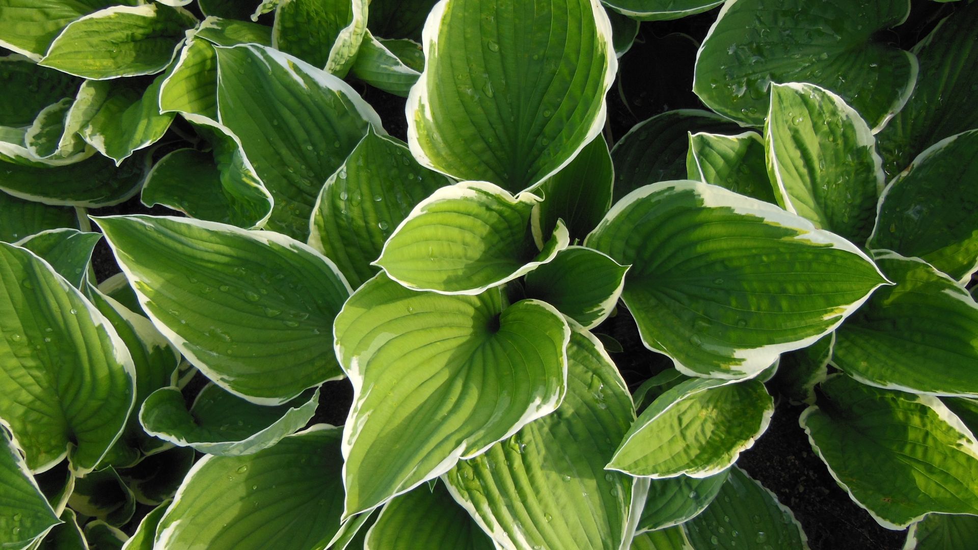 hosta plant