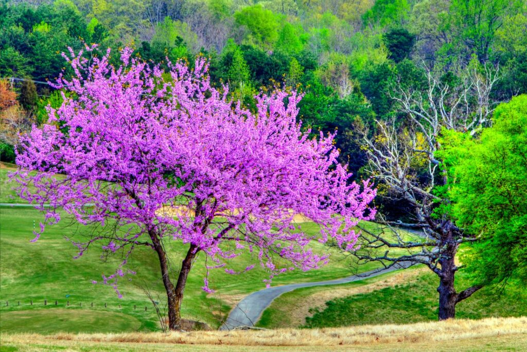 A Beautiful Redbud Tree