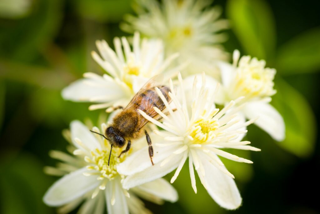 A bee feeding on Honeysuckle flowers