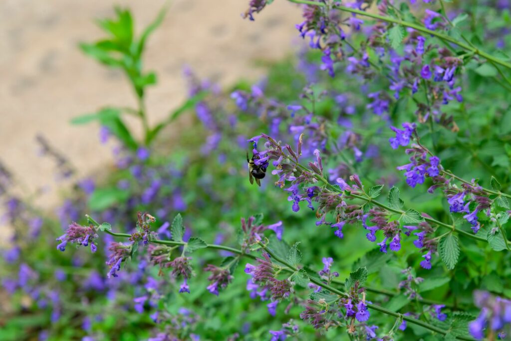 A bee feeds on Fassen's Catnip