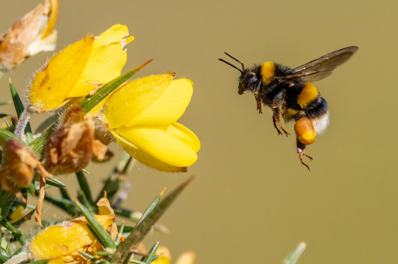 A buff-tailed bumblebee collecting pollen