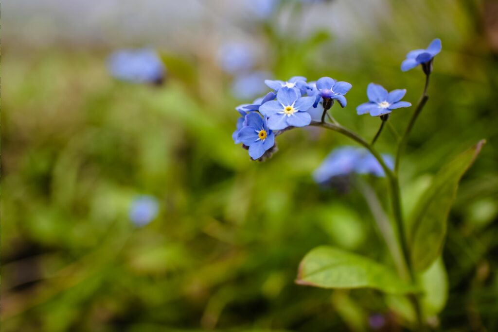 A closeup shot of alpine forget me not