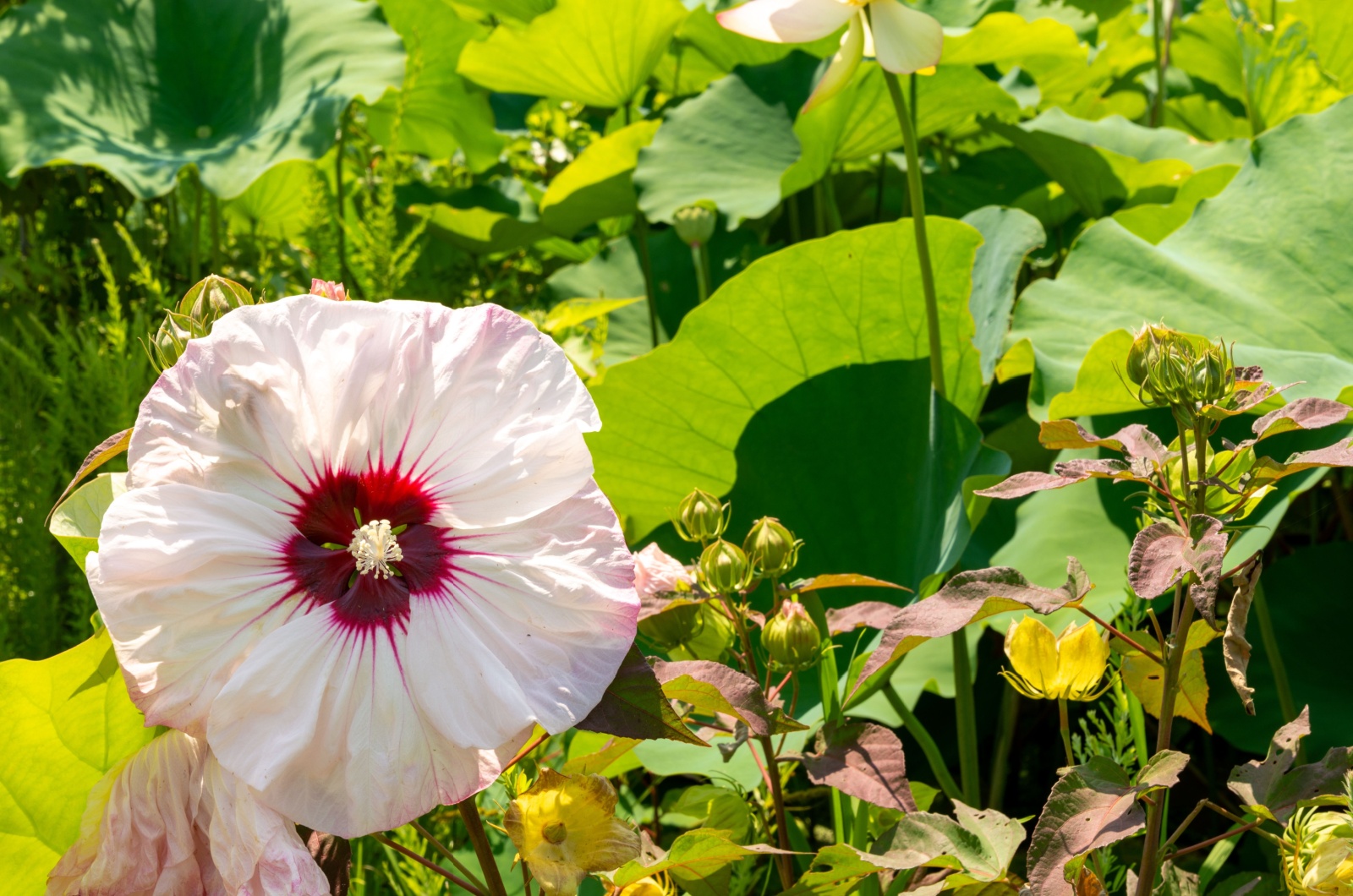 A rose of Sharon in full bloom