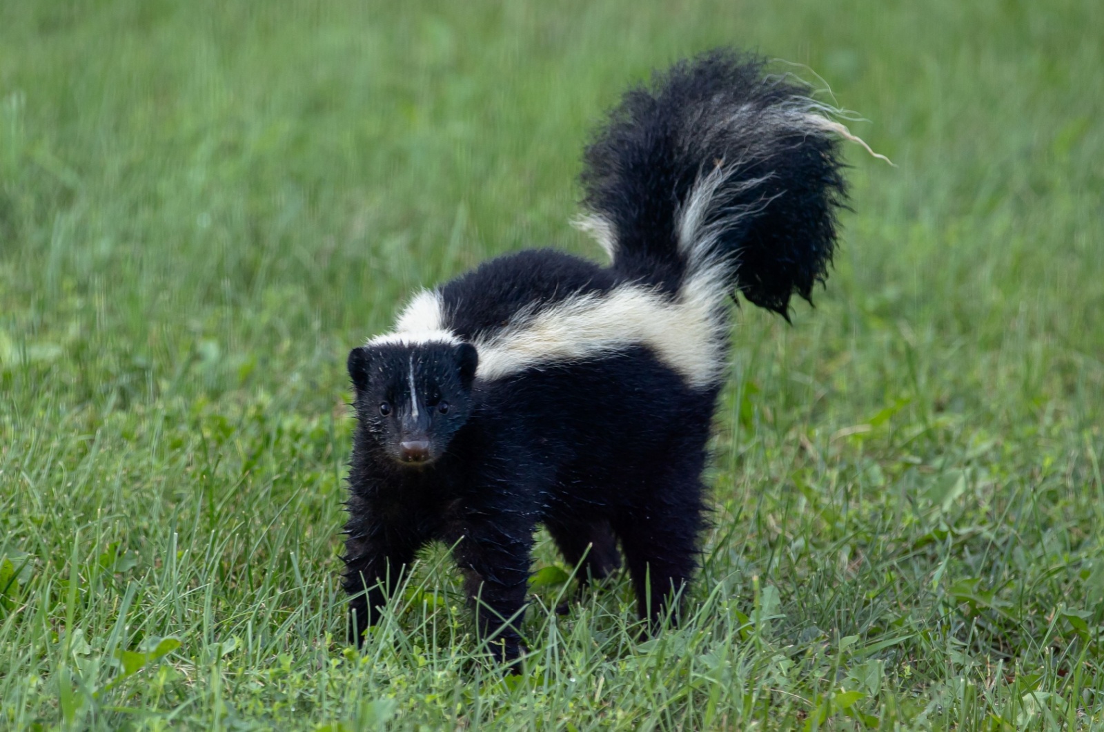 A startled young skunk