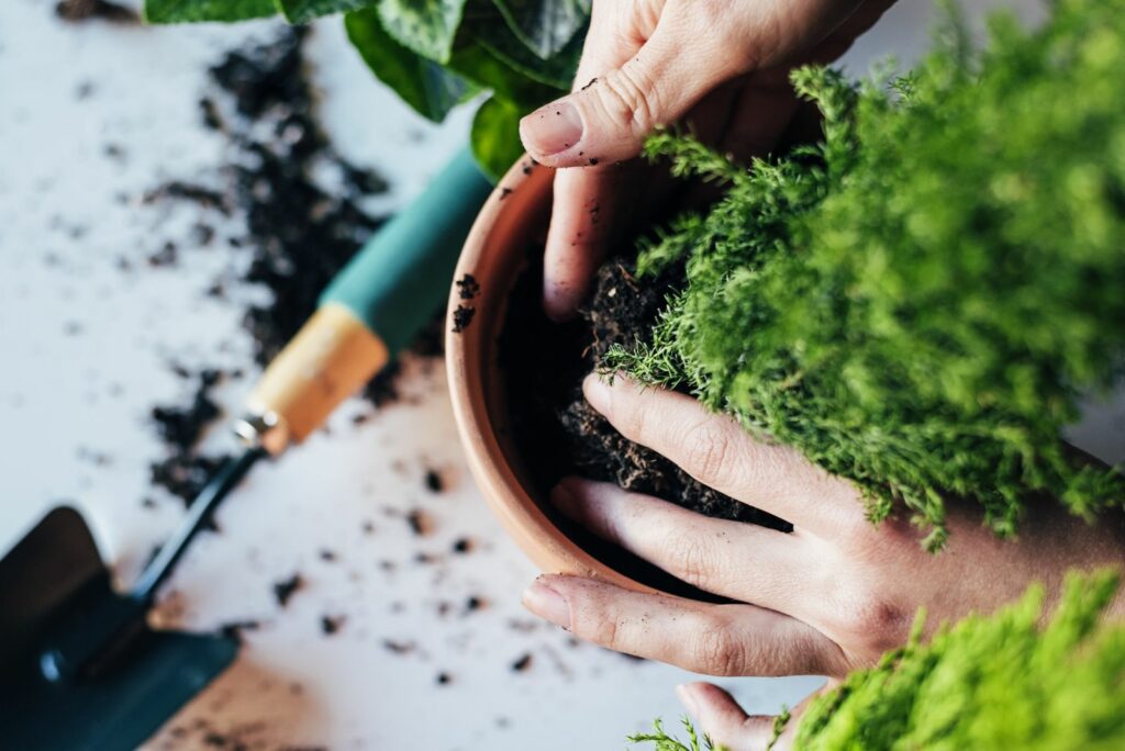 A woman fertilizes a fern