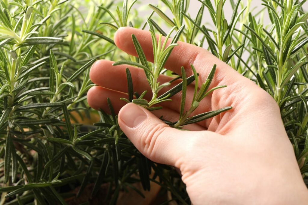 A woman is picking rosemary