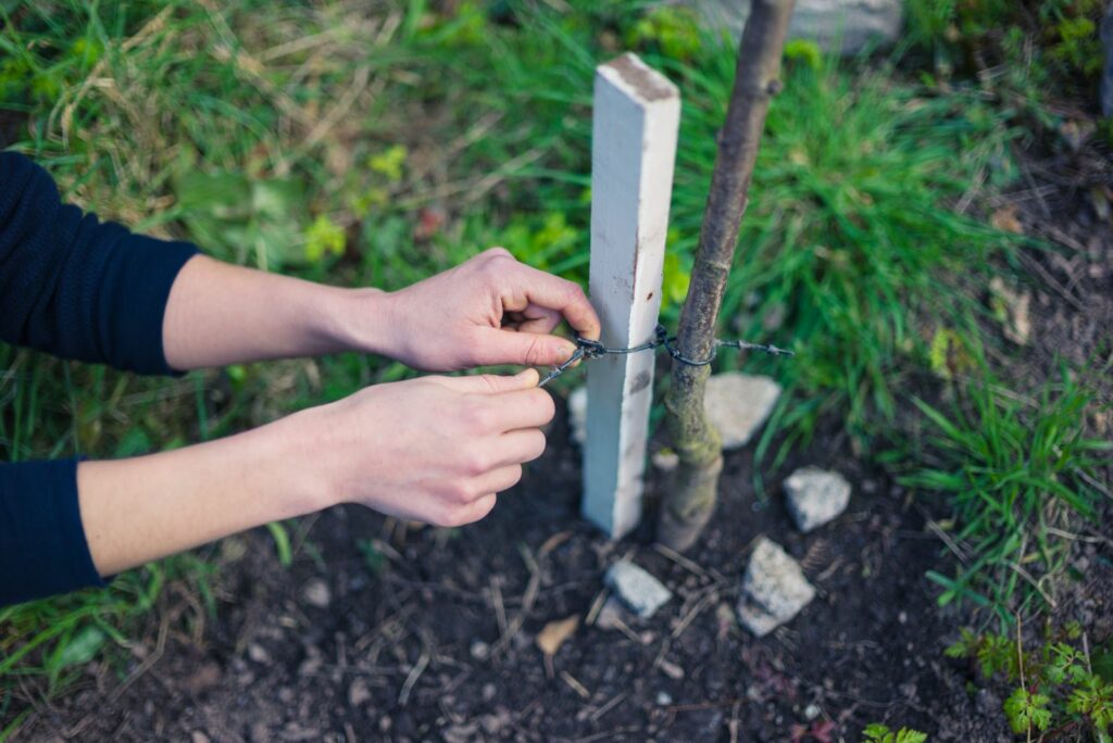 A young woman is in her garden and is tying a tree to a stake