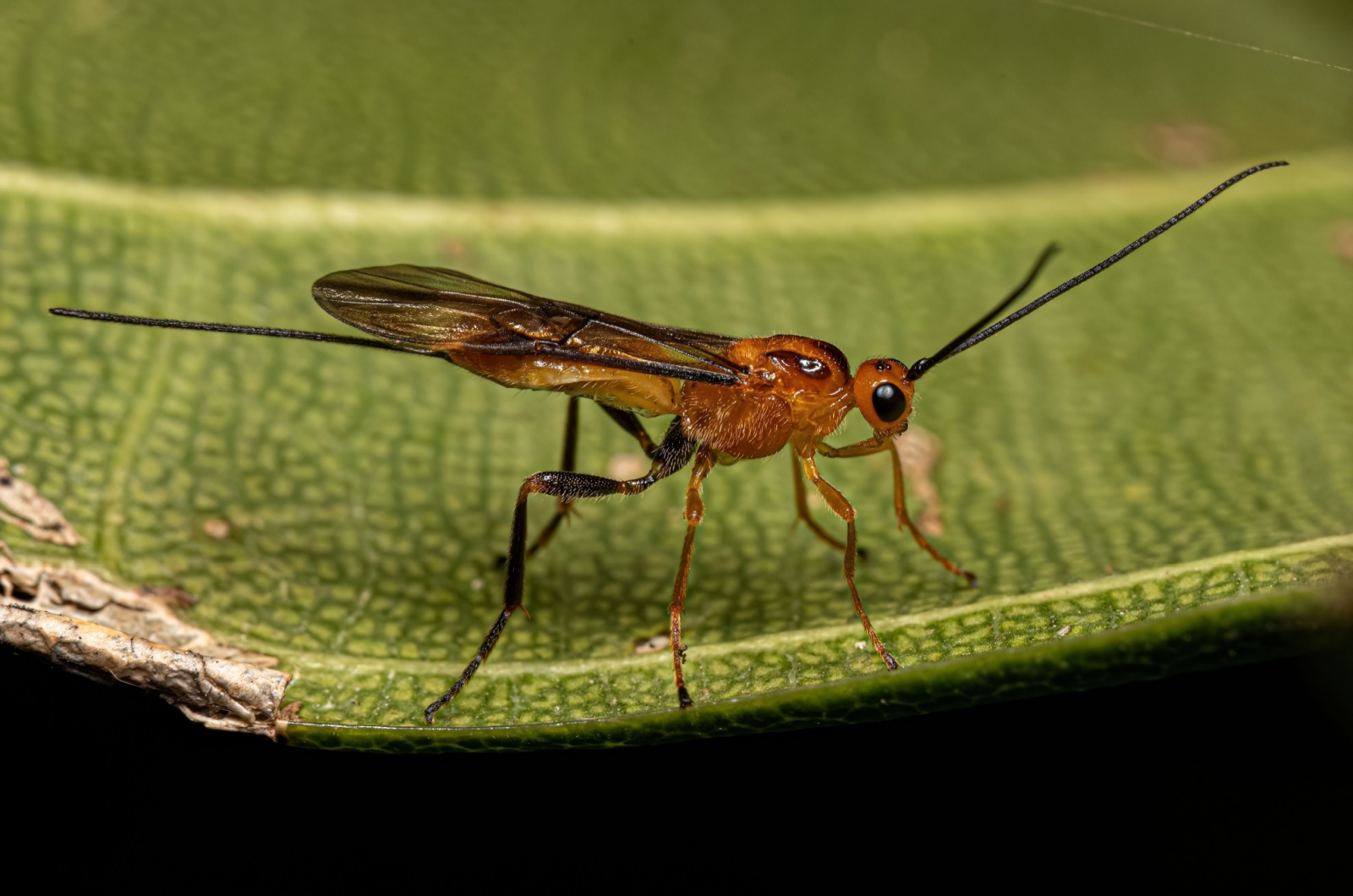 Adult Braconid Wasp