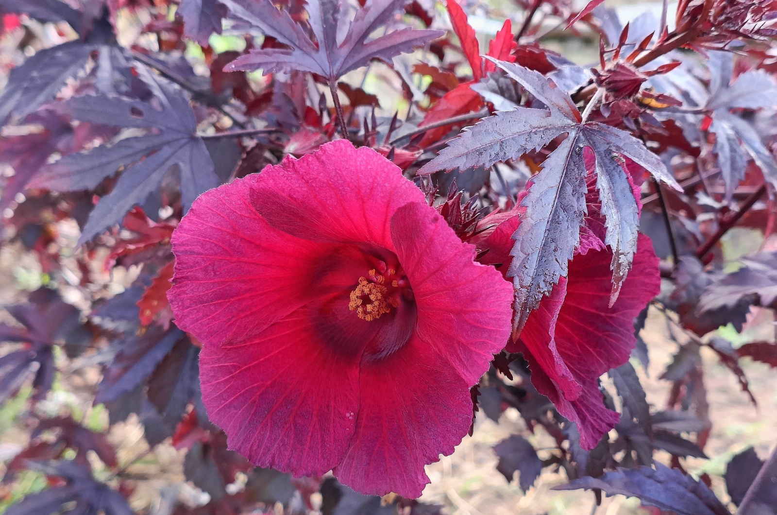 African rosemallowcranberry