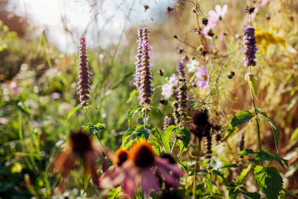 Agastache blooming by pink coneflowers in summer garden at sunset