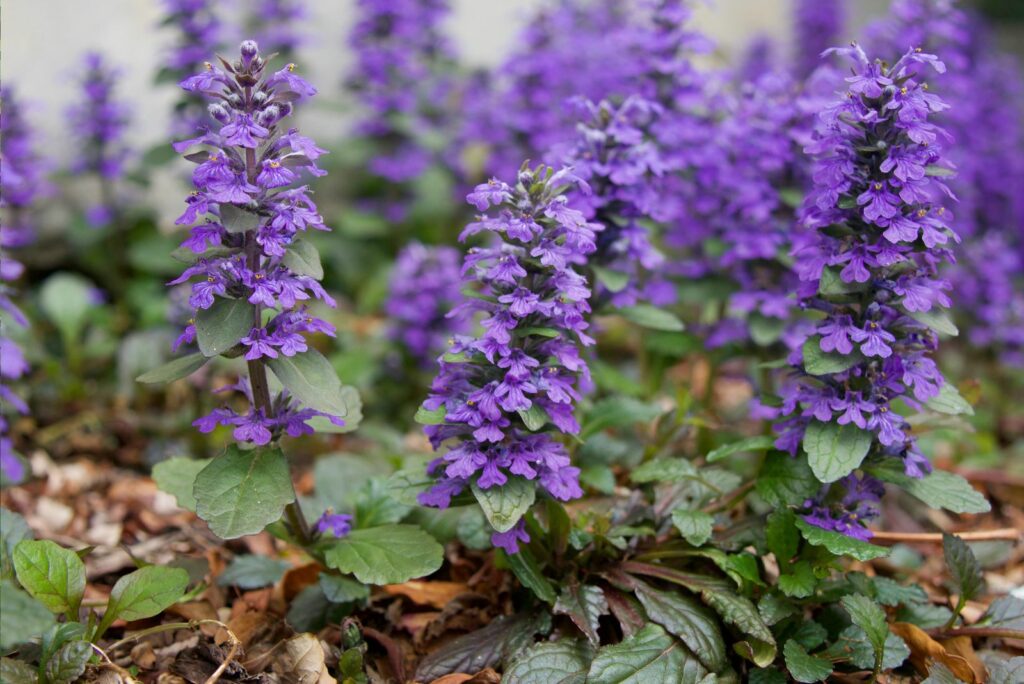 Ajuga reptans flowers