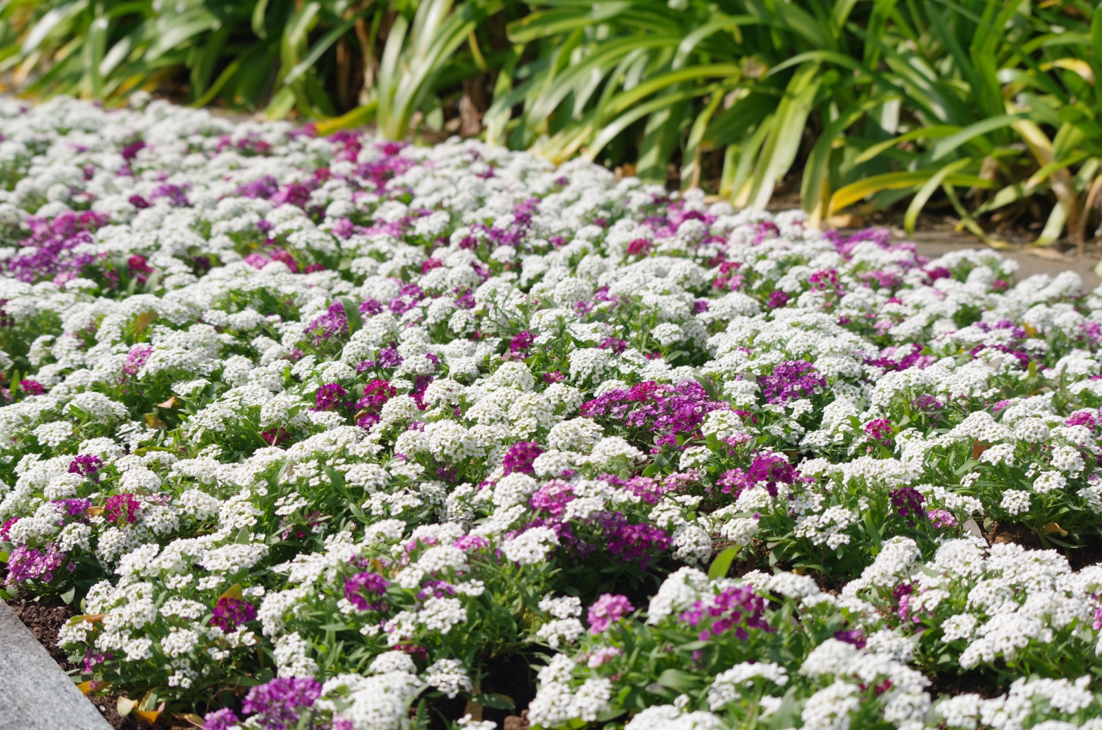 Alyssum in bloom