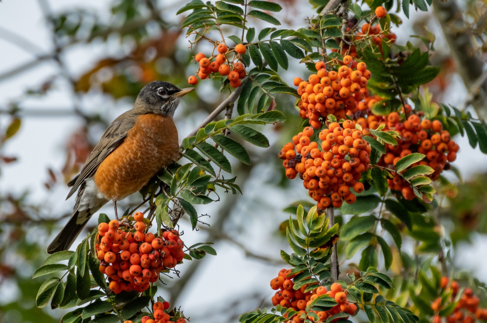 American Mountain Ash