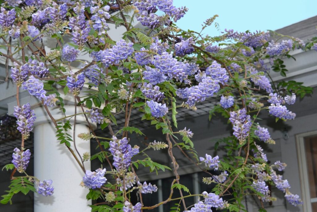 American Wisteria blooming