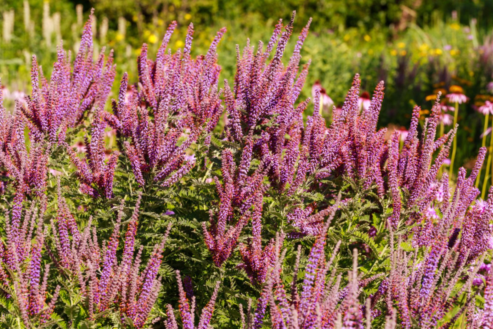 Amorpha fruticosa purple flowering plant