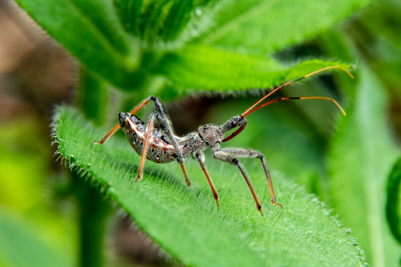 Assassin Bug