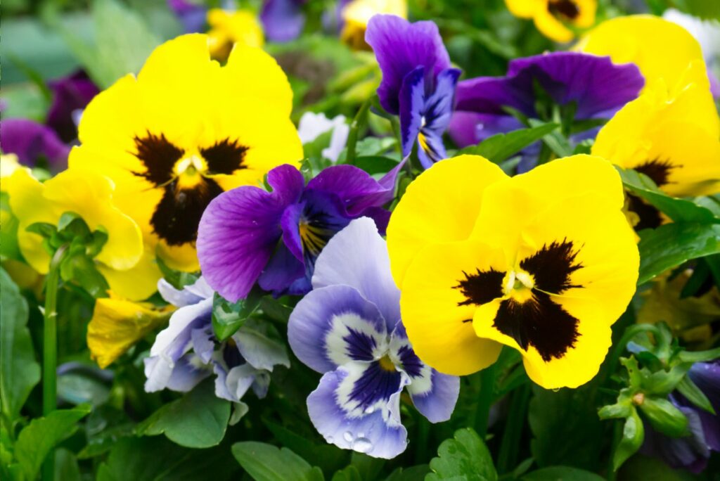 Assorted Pansies