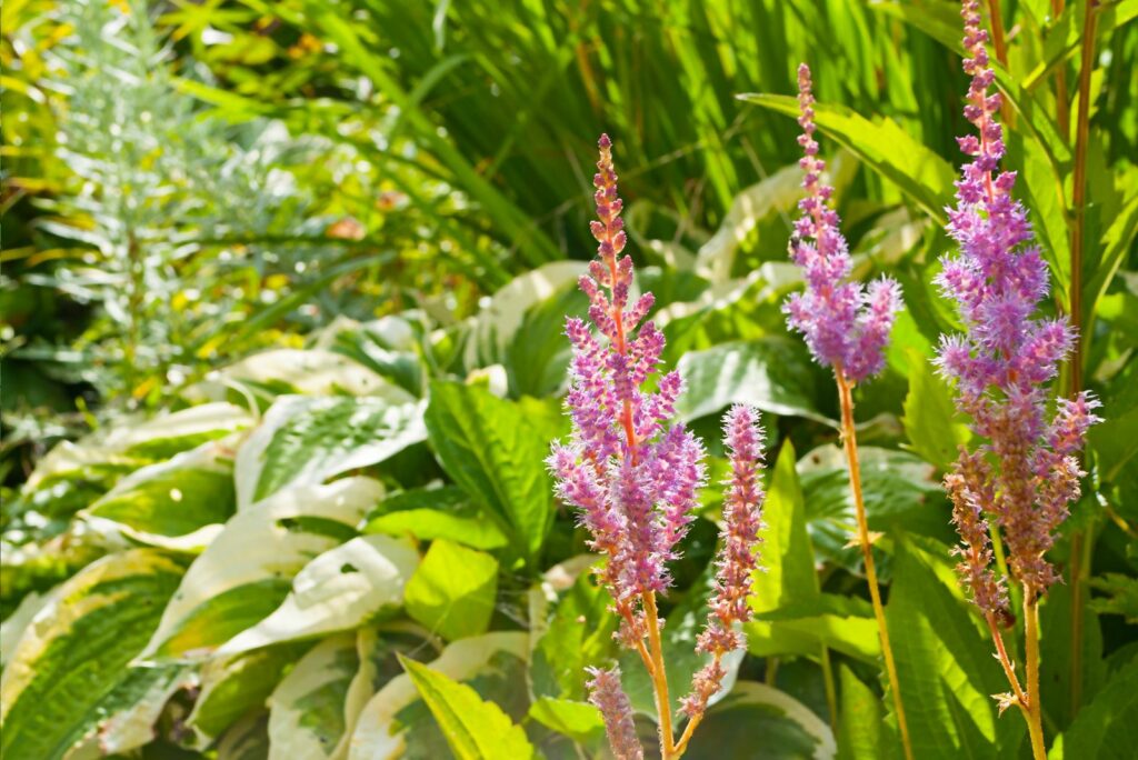  Astilbe’s Plume-Like Flowers 