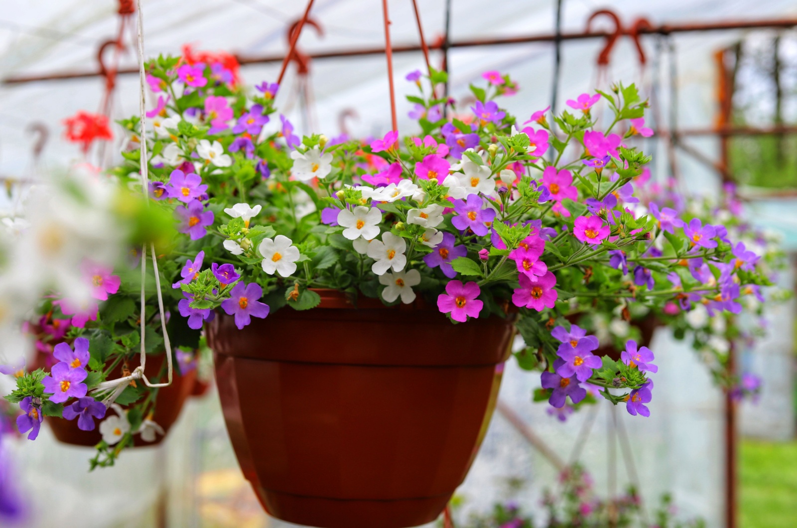 Bacopa flowers