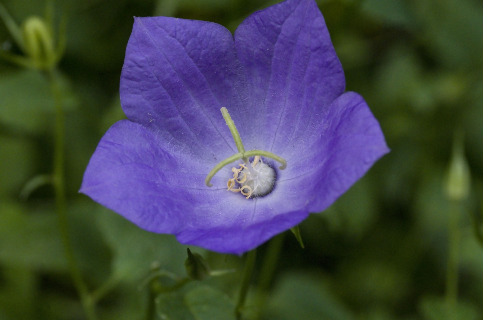 Balloon Flower