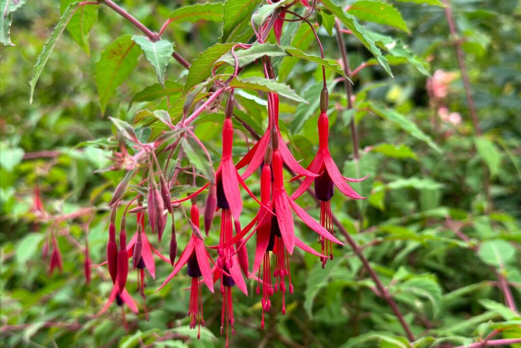 Beautiful Fuchsia magellanica