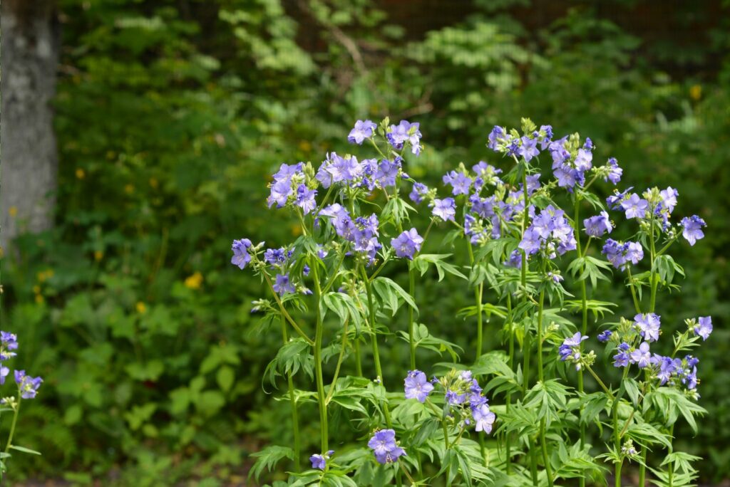 Beautiful Polemonium caeruleum