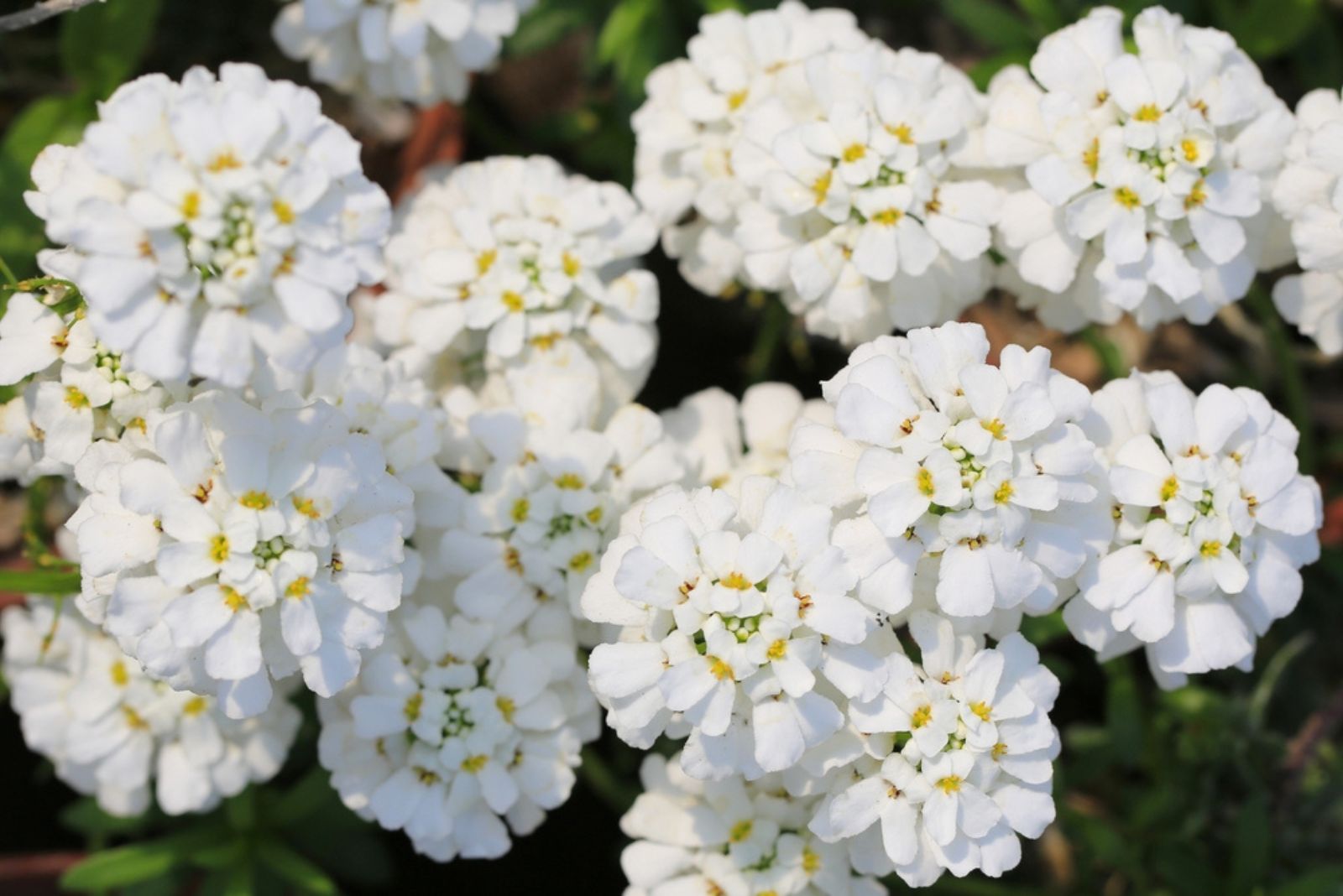 Beautiful candytuft flowers