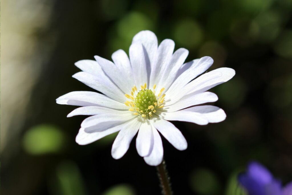 Beautiful closeup of a Anemone blanda blossom