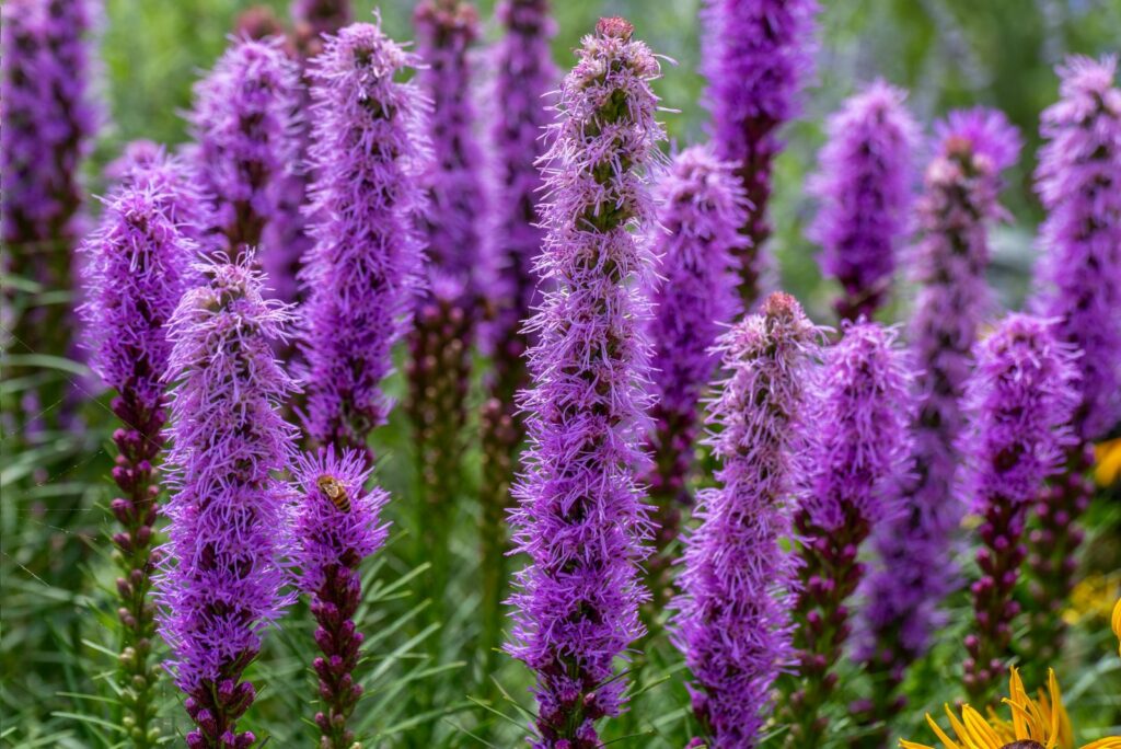 Beautiful prairie blazing star