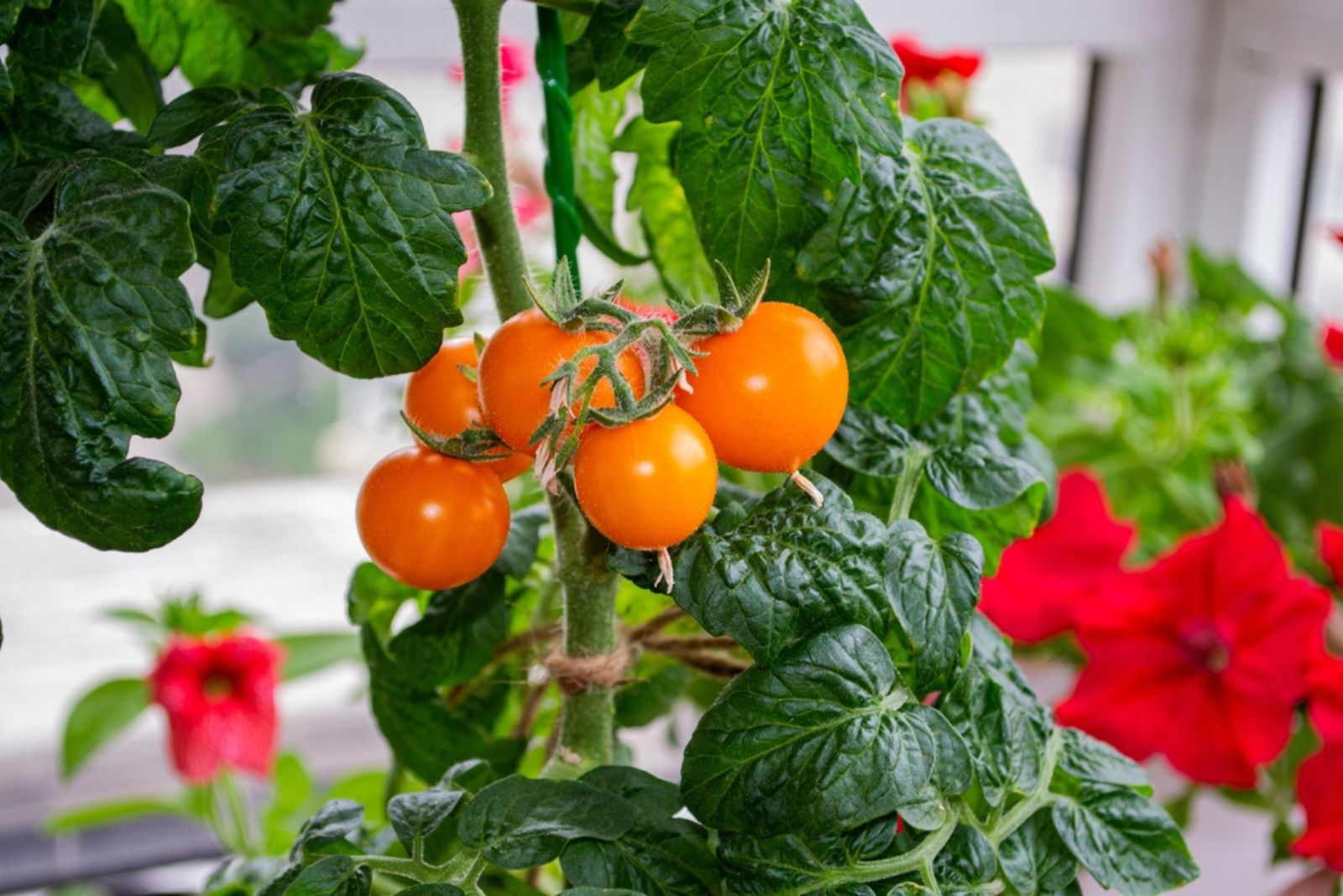 Beauty orange cherry tomatoes