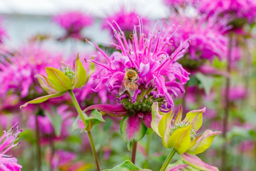 Bee and Monarda fistulosa pink flower