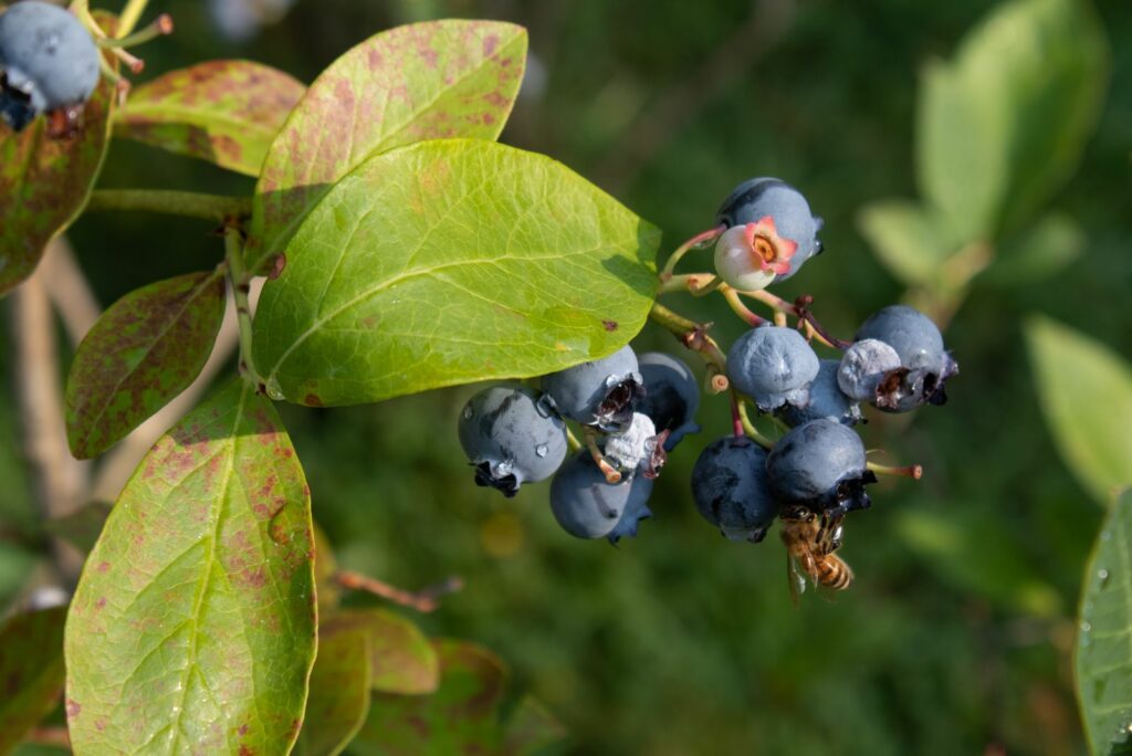 Bee and dew on blueberries