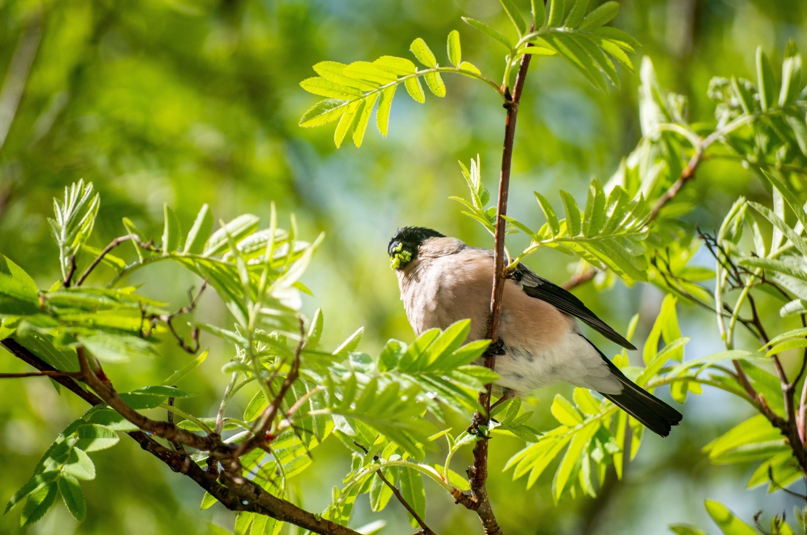 Bird on a tree