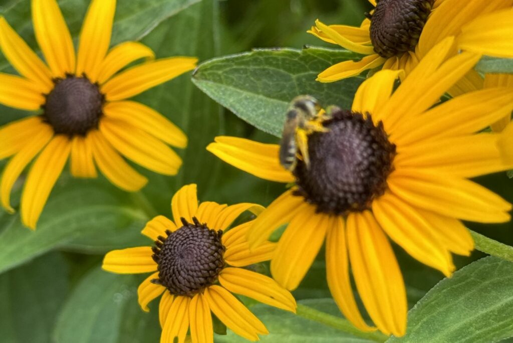 Black Eye Susan’s with a Native Bee