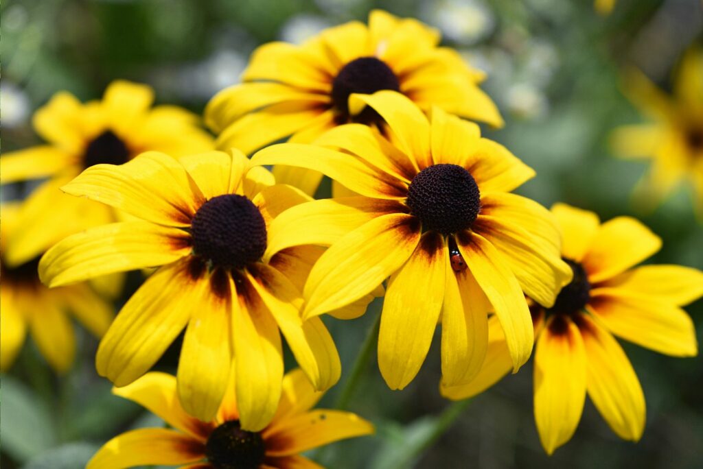 Black-Eyed Susan