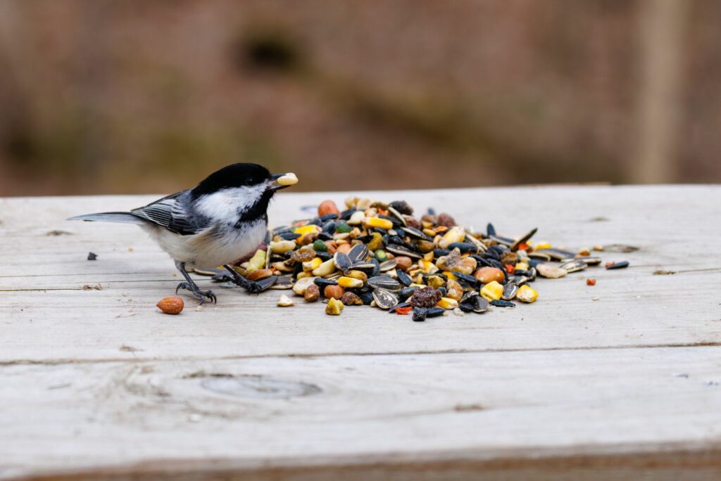 Black-capped eating a seed during winter