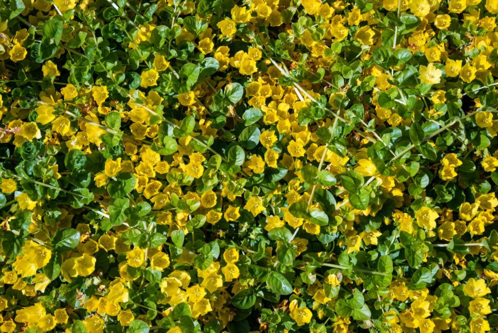 Blooming Golden Creeping Jenny