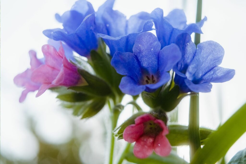 Blooming Lungwort flowers close up