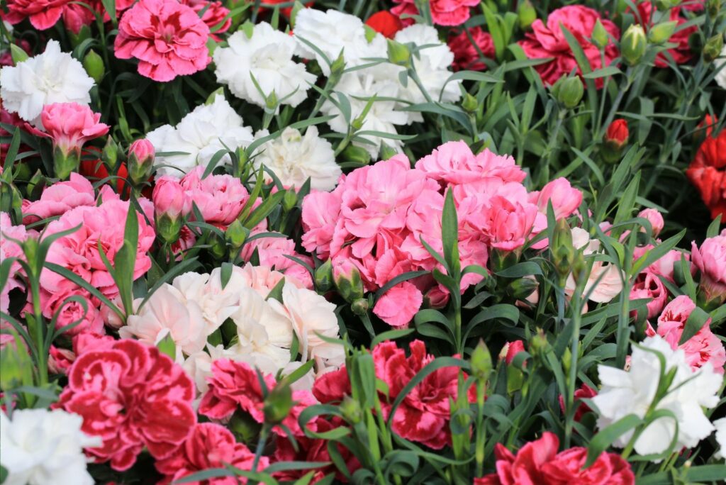 Blooming dianthus in sunny April